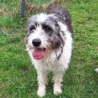 Leslie ❤ wartet in 90552 Röthenbach, Hündin zur Adoption
