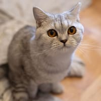 Hera sucht ein liebevolles Zuhause, Katze zur Adoption