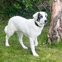 Panda - Gelassenes Gemüt sucht Garten, Hund zur Adoption