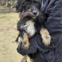 Milo 36 cm (Pflegestelle), Hund zur Adoption