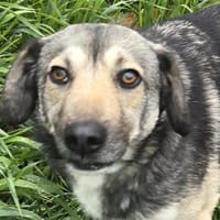 Hübsche,liebenswerte Pia, Hund zur Adoption