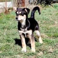 Scotty - kleiner Mann auf Körbchensuche, Hund zur Adoption