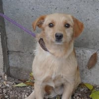 Armin ❤, Hund zur Adoption