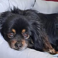 Paddy💕wartet in 24149 Kiel, Hund zur Adoption