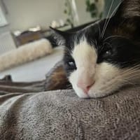 Charmeur Jerry in Pechbrunn(ALO), Kater zur Adoption