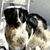 Ana💕wartet in 21447 Handorf, Hündin zur Adoption