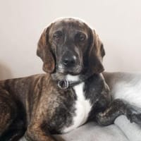 Nebbia fröhlicher Segugio auf Pflegest., Hund zur Adoption