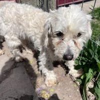 Cezar° in 55777 Berschweiler, Hund zur Adoption