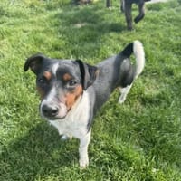 Alvin ❤, Hund zur Adoption