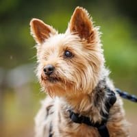 Geben Sie Dora ihr Traumzuhause?, Hündin zur Adoption