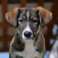 Vito - bereit für meine Glücksgeschichte, Hund zur Adoption