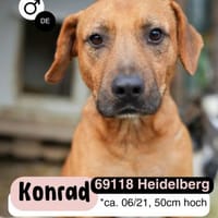 Liebevoller KONRAD sucht seine Menschen!, Hund zur Adoption