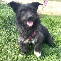 Dodi sucht ein liebevolles Zuhause, Hund zur Adoption