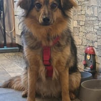 TRIXIE, Mix, geb. 02/2023, Hündin zur Adoption
