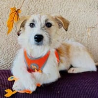 CORINNA, Mix, geb. 07/2025, Hündin zur Adoption