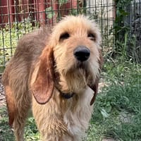 BIGOUDI, chien à adopter