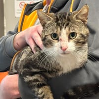 BETAL, chat à adopter