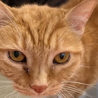 ZOE, chatte à adopter