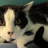 NANOU, chat à adopter