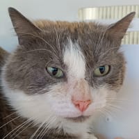 ORION, chat à adopter