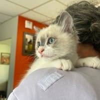 NASH, chat à adopter