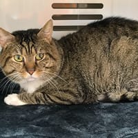 CHAMALLOW, chat à adopter