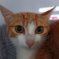FERGY, chatte à adopter
