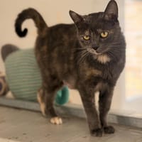 AUBE, chatte à adopter