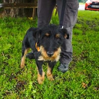 NYX, chien à adopter