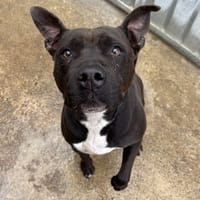 channel, chienne à adopter
