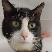 DIXI, chat à adopter