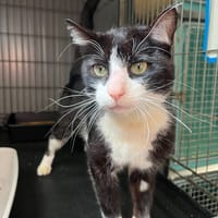 Atipaf, chat à adopter