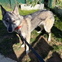 DUNE PAA24222, chienne à adopter