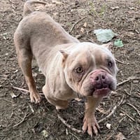 MADRINA, chienne à adopter