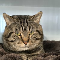 GRIBOUILLE, chat à adopter