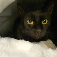 PASSY PAB28716, chatte à adopter