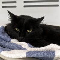 SUSTO, chat à adopter