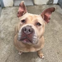 funca, chienne à adopter
