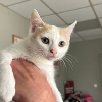 BELEM, chatte à adopter