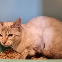 KOSKA, chatte à adopter