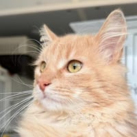 KENNY, chat à adopter