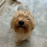 kev, chien à adopter