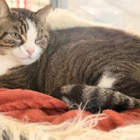 TITOU, chat à adopter