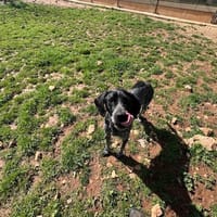 CERISE, chienne à adopter