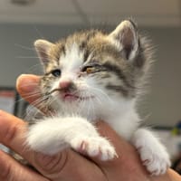 CHOUPETTE, chatte à adopter