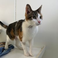 Clou Réservée, chatte à adopter