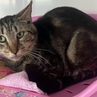 TAIGA, chat à adopter