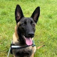 ICE, chien à adopter