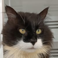 VICTOR, chat à adopter