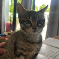 BUCKY, chat à adopter